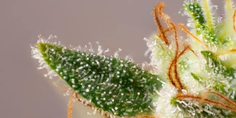 What Are the Different Types of Terpenes